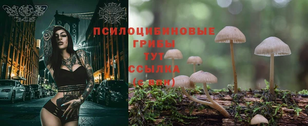 шишки Беломорск